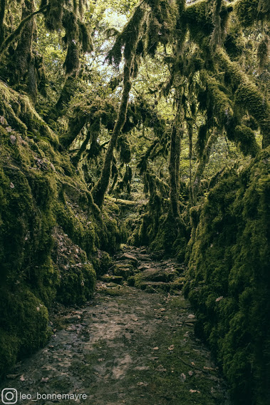 Balade en forêt autour de Chanac, proche du camping