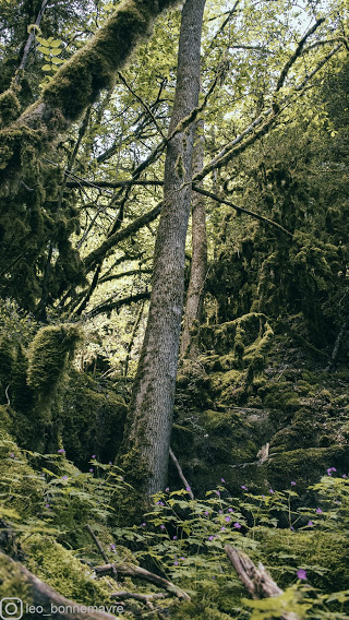 Balade en forêt autour de Chanac, proche du camping