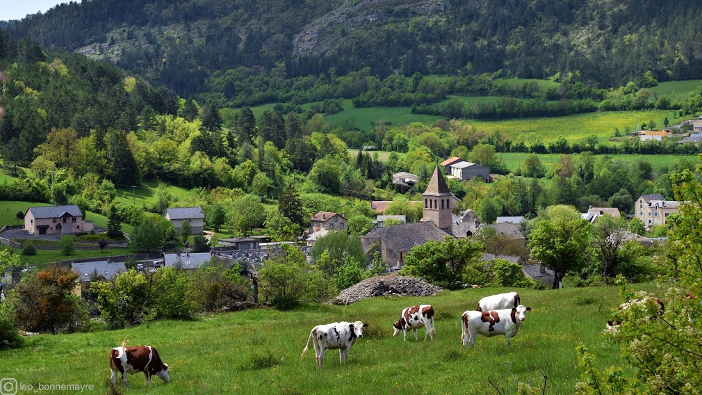 Les vaches de Chanac