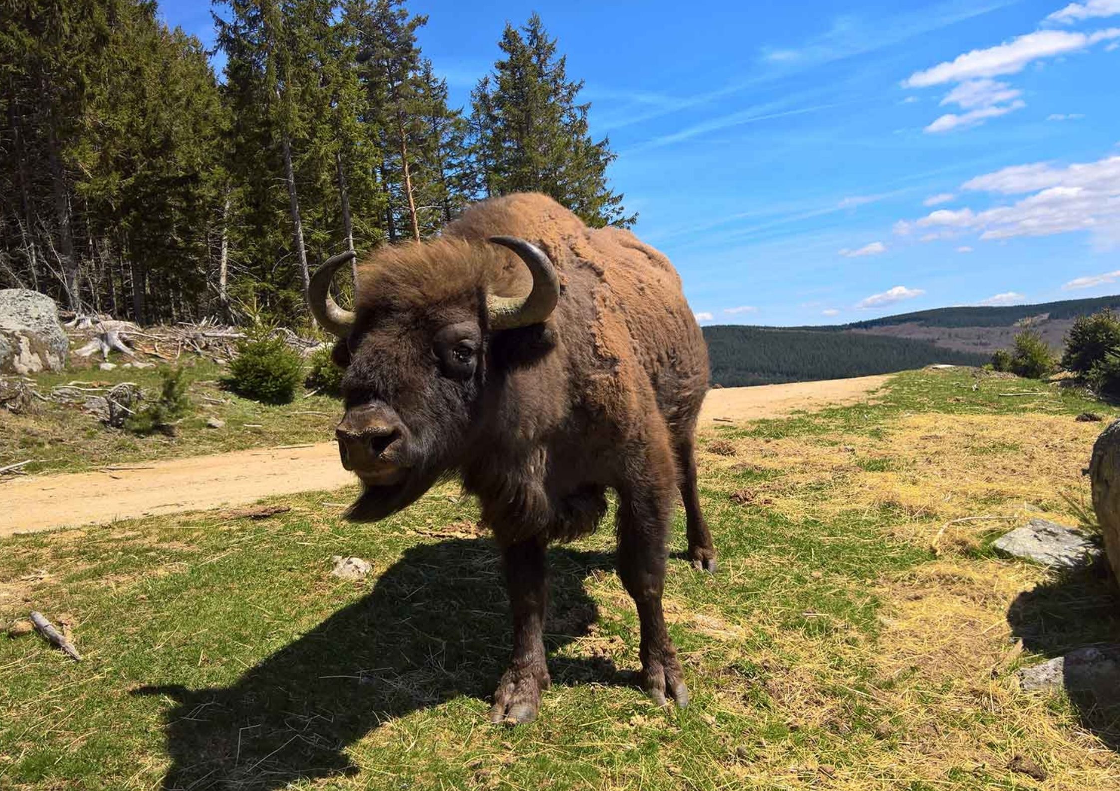 Activités autour de Chanac - Bisons d'Europe