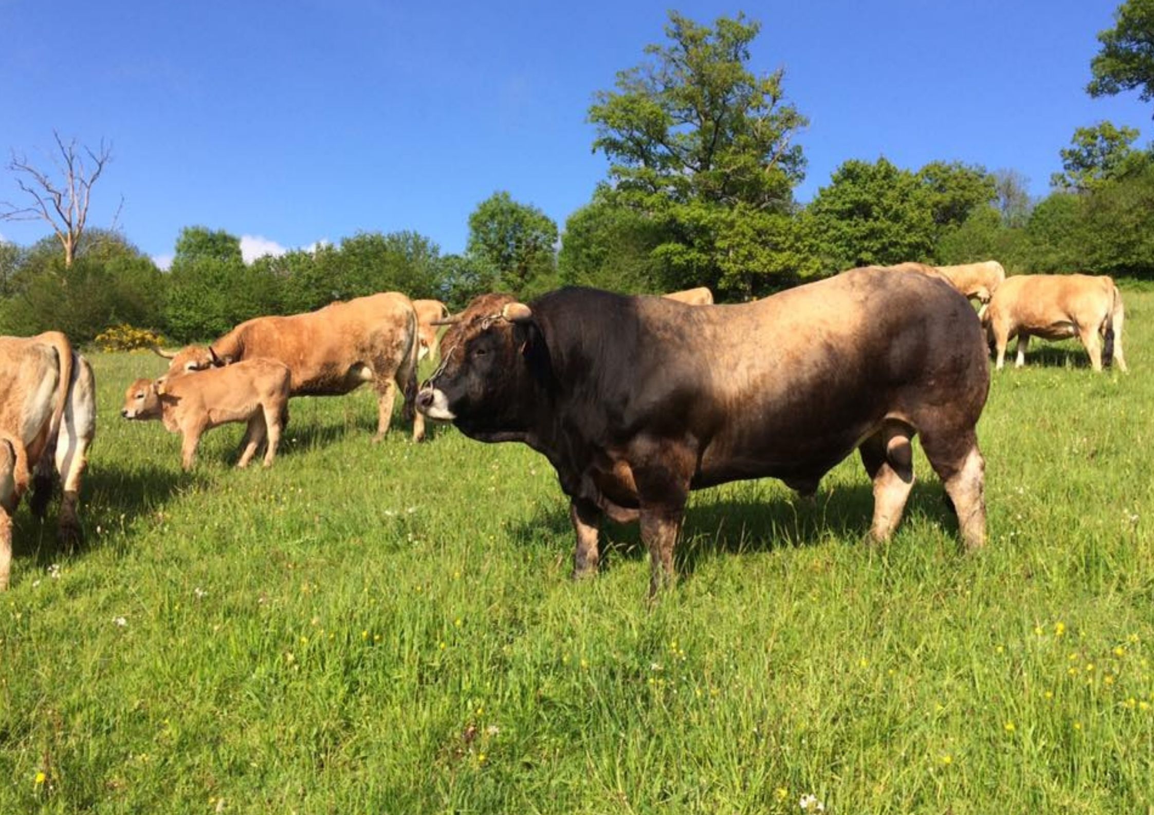 Visite de l'élevage Rodier proche de Chanac