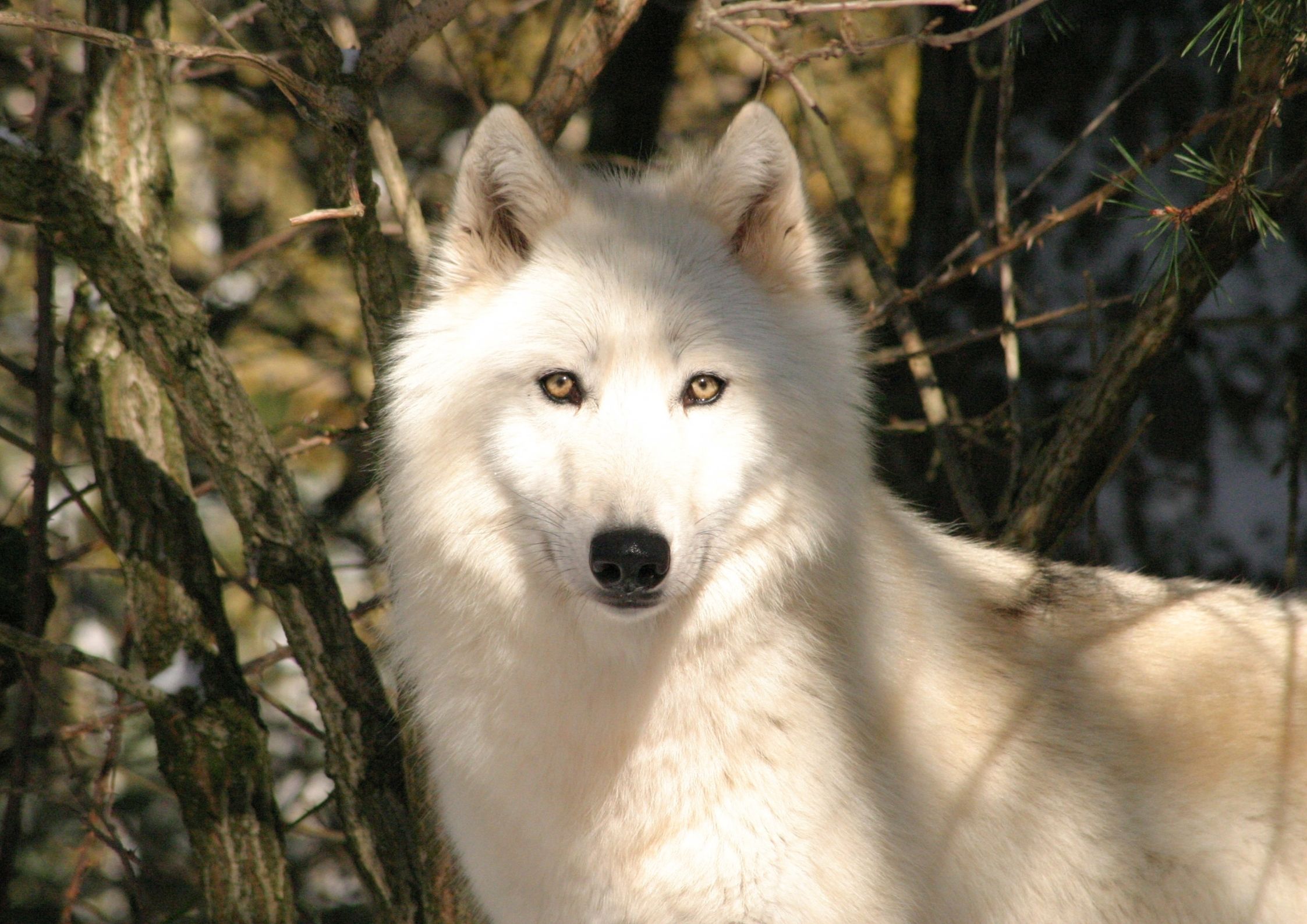 Activités autour de Chanac - Loups du Gévaudan